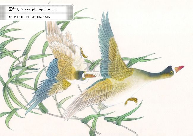 中华艺术绘画_古画_动物绘画_孔雀_天鹅_鸳鸯_凤凰_中国古代绘画免费下载 传统绘画艺术 美术绘画 名画欣赏 水彩画 水墨画 文化艺术 中国古代绘画艺术 传统绘画艺术 水墨画 水彩画 中国古代绘画艺术 名画欣赏 文化艺术 美术绘画 图片素材