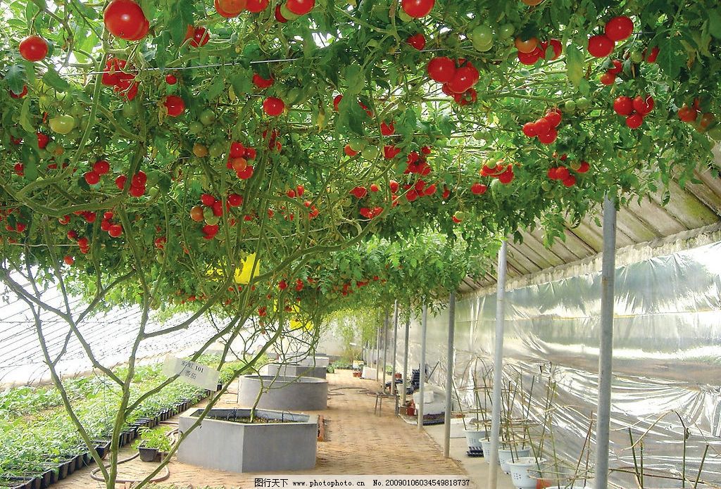 番茄树 西红柿树图片