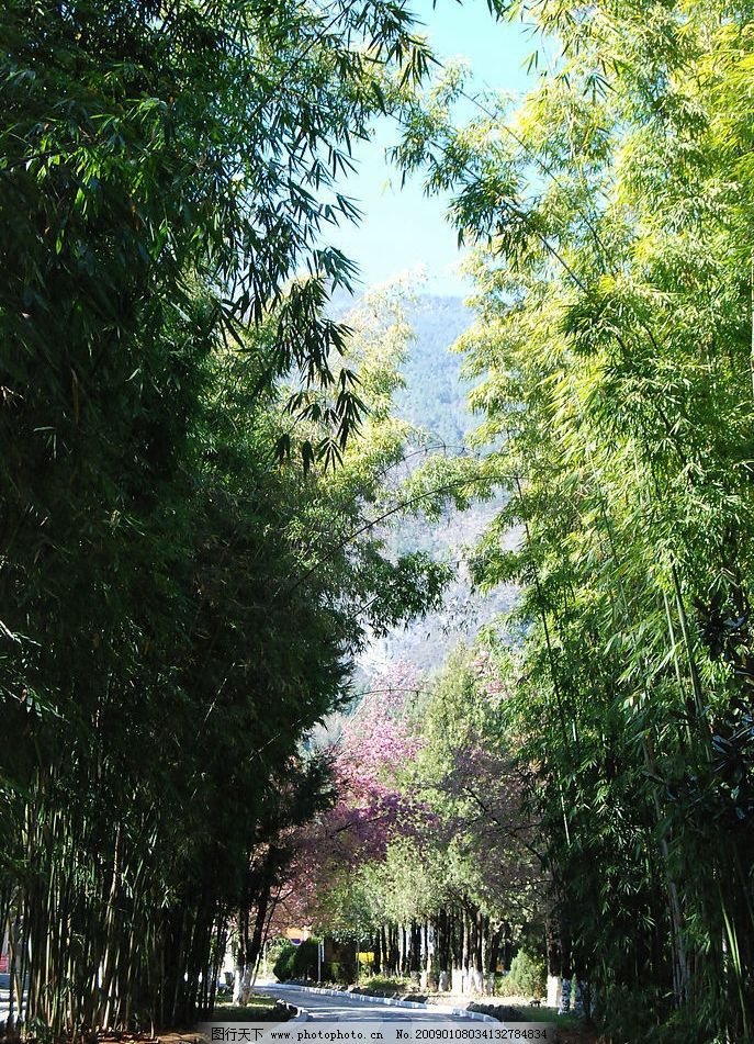 竹林小道图片,风景摄影 云南 大理 自然 地产 设计-图