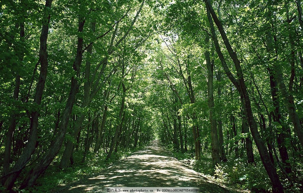 树间小道图片,绿树成荫 阳光 树林 树木 自然景观-图行天下图库