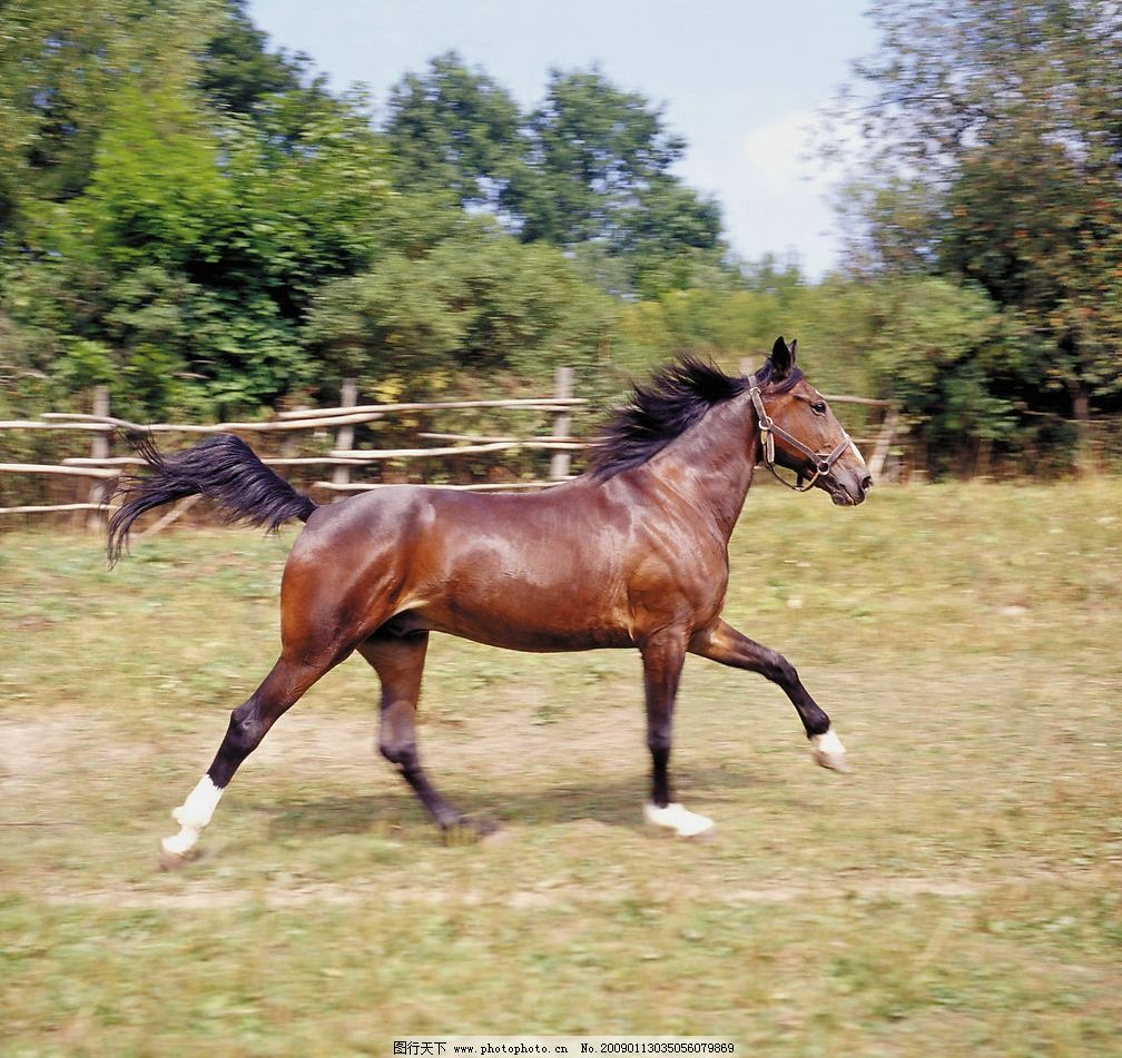 奔跑的马图片