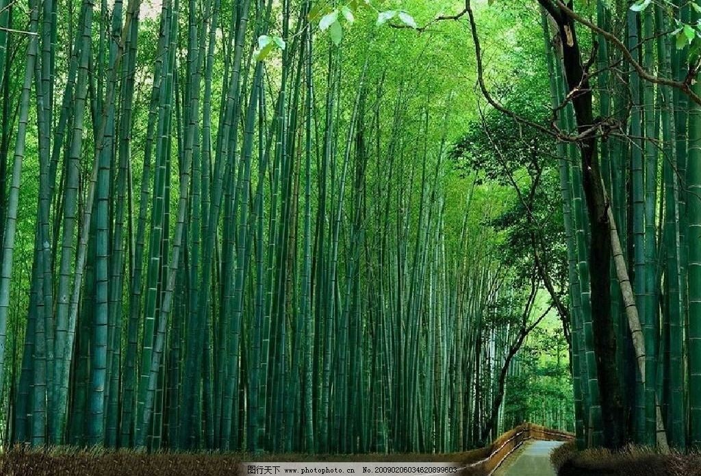 竹林 林荫道 自然景观 风景名胜 摄影图库 72dpi bmp