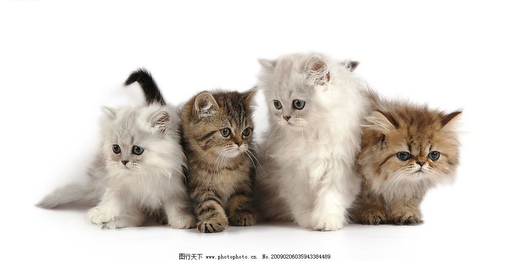 可爱的小猫 小动物 宠物 生物世界 家禽家畜 摄影图库 300dpi jpg
