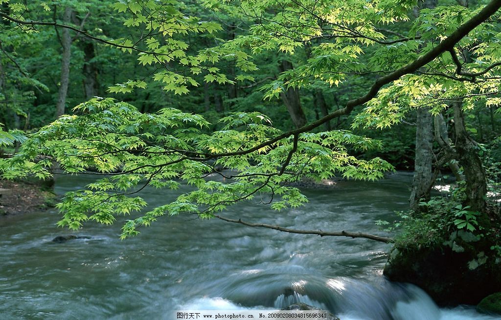 优美风光 诗意 自然风景 摄影 空气 新鲜 水 河流 植物 大树