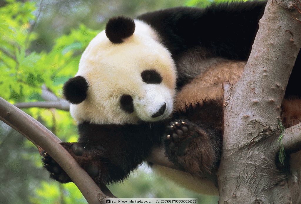 定了!国宝熊猫今年就要来蜀南竹海了!开园时间是…