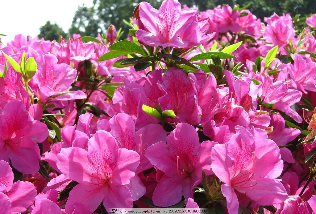 杜鹃花 红花 摄影 照片 粉红色 花丛 近拍 自然景观 自然风景