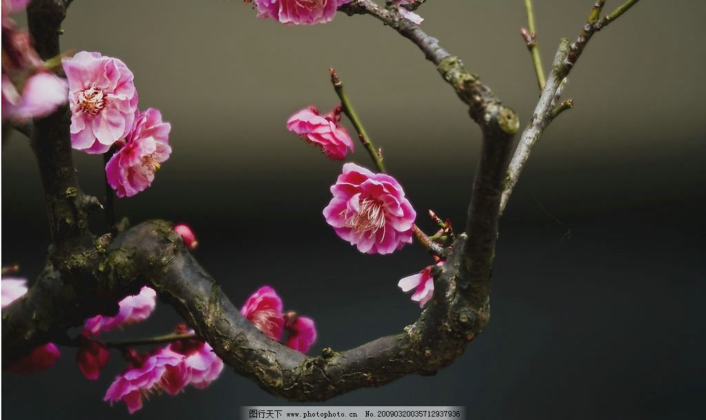 梅花吐蕊 大自然 景觀 生物 植物 樹枝 花卉 摄影图库