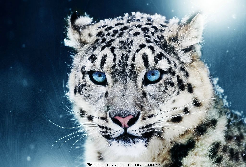 白虎儿童简笔画_儿童画 简笔画 手绘 线稿 407_500